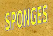 MULTICELLULAR HETEROTROPHIC SPONGES ARE THE SIMPLEST ANIMALS. THEY WERE ONCE CONSIDERED PLANTS THEY ARE A MASS OF CELLS SPONGES HAVE NO ORGANIZED
