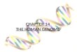 CHAPTER 14 THE HUMAN GENOME. Human Heredity INTRODUCTION Humans have 46 chromosomes made of DNA & protein autosomes – 44 of the 46 sex chromosomes – either