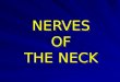 NERVES OF THE NECK. Main Nerves of the neck 1. Vagus nerve. 2. Accessory nerve. 3. Hypoglossal nerve. 4. Cervical part of sympathetic trunk. 5. Cervical