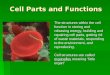 Cell Parts and Functions The structures within the cell function in storing and releasing energy, building and repairing cell parts, getting rid of waste