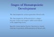 Stages of Hematopoietic Development The hematopoietic system generates blood cells. The hematopoietic differentiation is unique because it does not require