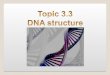 3.3.1 DNA Structure DNA is a polymer of Nucleotides 1.Sugar (5C) 2.Phosphate Group (C-5) 3.Nitrogenous Base (C-1) Phosphate Pentose Sugar Nitrogenous