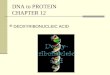 DNA to PROTEIN CHAPTER 12 DEOXYRIBONUCLEIC ACID. DNA: replication and protein synthesis
