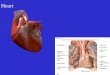 Heart. Functions of the Heart Ensures unidirectional flow of blood Pumps blood to lungs and body Develops blood pressure for nutrient and waste exchange