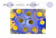 Why do cells divide?. Cells divide to maintain a workable volume to surface area ratio