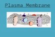 Plasma Membrane. I. Maintaining Balance How do cells maintain balance? – Cells need to maintain a balance by controlling material that move in and out
