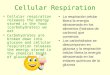 Cellular Respiration Cellular respiration releases the energy stored in the food (carbohydrates) we eat Carbohydrates are broken down into glucose and