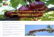 Manejos de Plantas de Cerezos