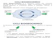 cicli biogeochimicief