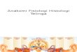 Anatomi Fisiologi Histologi Telinga
