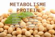Metabolisme Protein Kel Bbbb