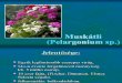 Muskátli – Pelargonium