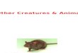 Creatures & Other Animals