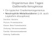 Organismus des Tages Gallionella ferruginosa Ein typischer Gradientenorganismus Neutrophile Metalloxidierer (z.B. auch Leptothrix discophora) Domäne: Bacteria