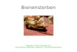 Bienensterben Referat im Fach Biologie von Ann-Morwen Oberrath, Klasse 6 c, Uhland-Gymnasium