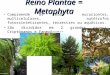 Reino Plantae = Metaphyta Compreende os seres eucariontes, multicelulares, autótrofos fotossintetizantes, terrestres ou aquáticos. São divididos em 2 grandes