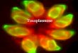 Toxoplasmose. Posição sistemática – Filo Apicomplexa ClasseOrdemFamíliaGênero Eucoccidiida EimeriidaeIsospora CryptosporidiidaeCryptosporidium SarcocystidaeSarcosystis