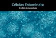 Células Estaminais: O elixir da Juventude. O que são Células estaminais embrionárias Células estaminais do sangue cordão umbilical Células Estaminais