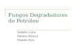 Fungos Degradadores de Petróleo Isabella Luiza Rebeca Mansur Ricardo Gois