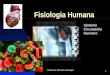 Professor Marcelo Henrique 1 Fisiologia Humana Sistema Circulat³rio Humano