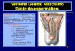 Sistema Genital Masculino Funículo espermático: Componentes: Ducto deferente A. testicular A. do ducto deferente A. cremastérica Plexo venoso anterior
