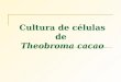 Cultura de células de Theobroma cacao. Cultura de Células Planta Matriz Meio de cultura adequado Formação de calos