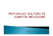 6.Hafta Protoplast Kulturu Ve Somatik MELEZLEME