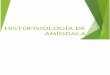 Histofisiología de Agmídala