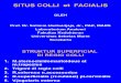 Kuliah Anatomi Situs Colli Et Facialis - Prof Satimin Hadiwidjaja