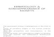 Embryology & Sonoappearance of Kidneys