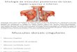 Miologia de musculos posteriores do torax.pdf