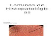 Laminas de Hispotalogicas