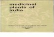 OcimumSanctum_Indian Medicinal Plant