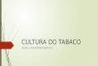 Cultura Do Tabaco