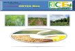 2nd March,2015 Daily Exclusive ORYZA Rice E_Newsletter by Riceplus Magazine