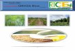 5th February,2015 Daily Exclusive ORYZA Rice E_Newsletter by Riceplus Magazine