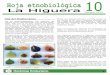 ROCKROSE ECOTURISMO-Hoja Etnobiologica 10-Higuera
