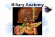 Biliary Anatomy Ultrasound