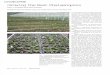 Growing the Best Phalaenopsis Part 4