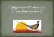 Pheasants (3)