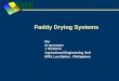 Paddy Drying