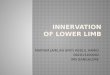 Innervation of Lower Limb