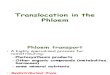 Talk 7 -Translocation in the Phloem