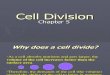 Cell Division 100