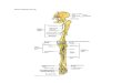 PBL Osteomyelitis