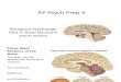 AP Psych Prep 3 - Biological Psychology (Part II)
