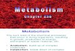 025b Metabolism