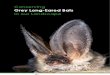 Conserving Grey Long-Eared Bats in our Landscape