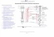 Autonomic Nervous System Summary Notes