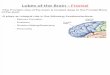 Lobes of the Brain - Frontal